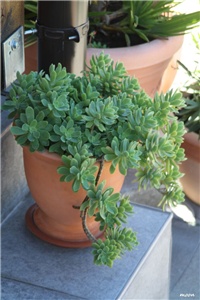 19a8c30c-IMG_5893 sedum palmeri.jpg